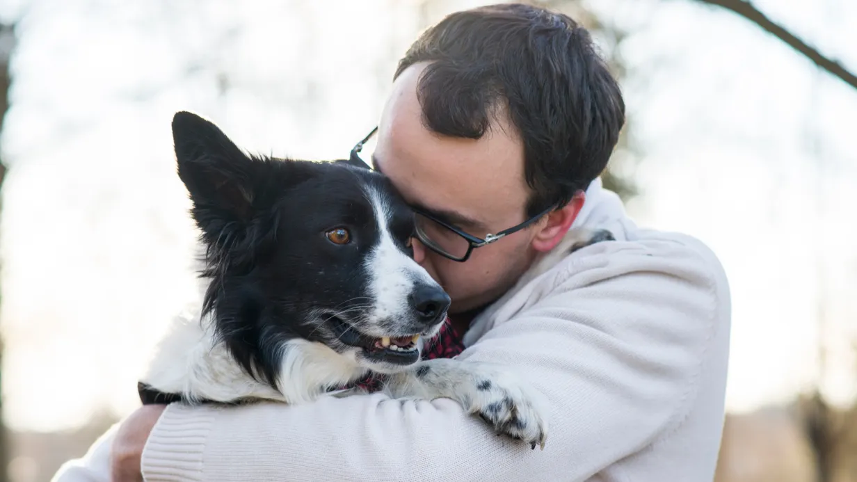 pet custody laws Canada